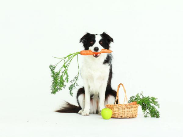 Anbefalt frukt og gront til hunder