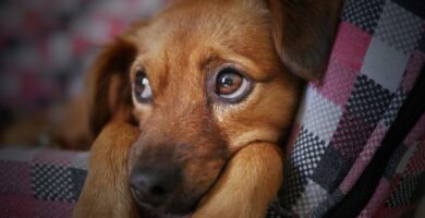 Anemi hos hunder arsaker symptomer og behandling