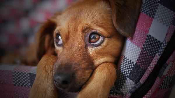 Anemi hos hunder arsaker symptomer og behandling