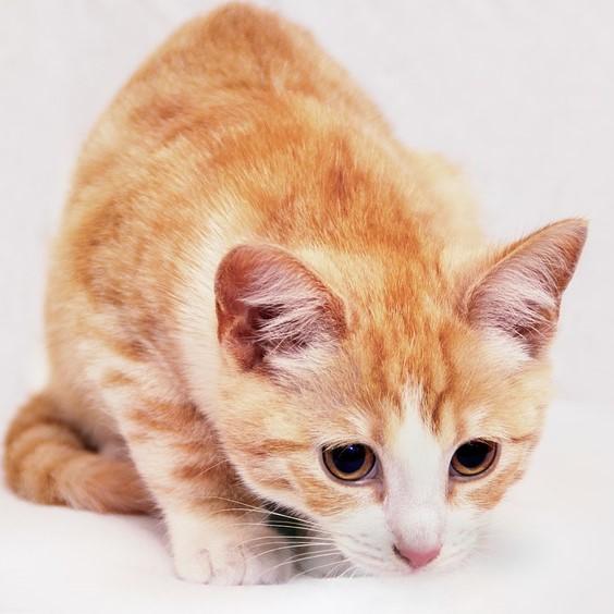 Anemi hos katter symptomer og behandling