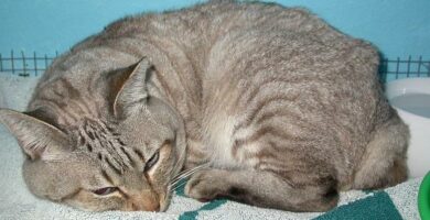 Anoreksi hos katter arsaker symptomer og behandling