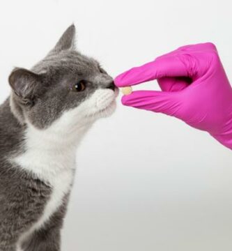 Antihistaminer for katter dosering merker og bivirkninger
