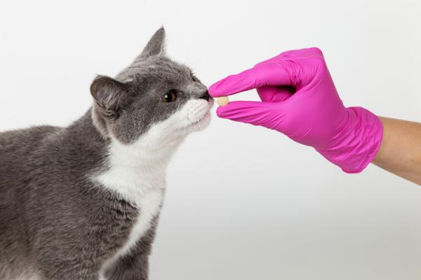 Antihistaminer for katter dosering merker og bivirkninger
