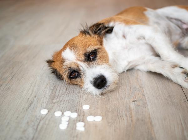Apiretal for Dogs Dosering og bivirkninger