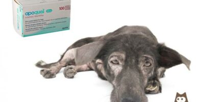 Apoquel for hunder Dosering sammensetning og bruk