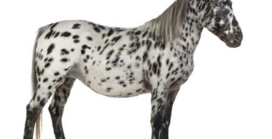 Appaloosa