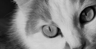 Artrose hos katter symptomer og behandlinger