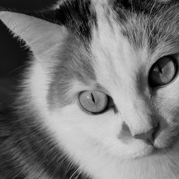 Artrose hos katter symptomer og behandlinger