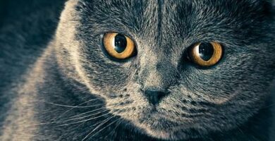 Astma hos katter symptomer og behandling