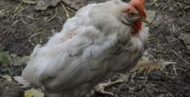 Avian infeksios bronkitt symptomer og behandling