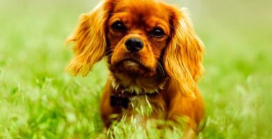 Bandorm hos hunder symptomer og behandling