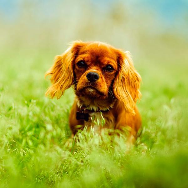Bandorm hos hunder symptomer og behandling