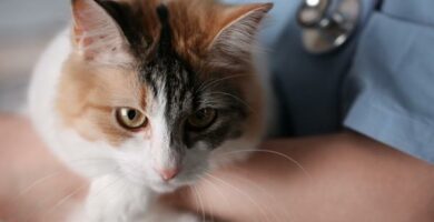 Bartonella hos katter symptomer arsaker og behandling