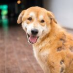 Behandling av ringorm hos hunder