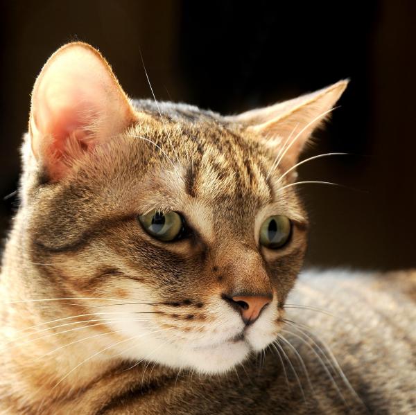 Bendelorm hos katter Symptomer smitte og behandling