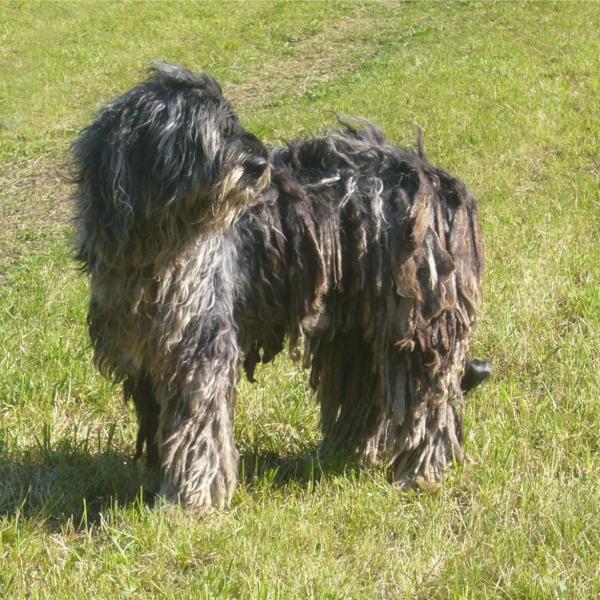 Bergamasco gjeter