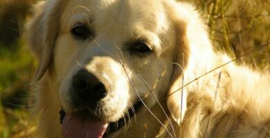 Blaerebetennelse hos hunder arsaker symptomer og behandling