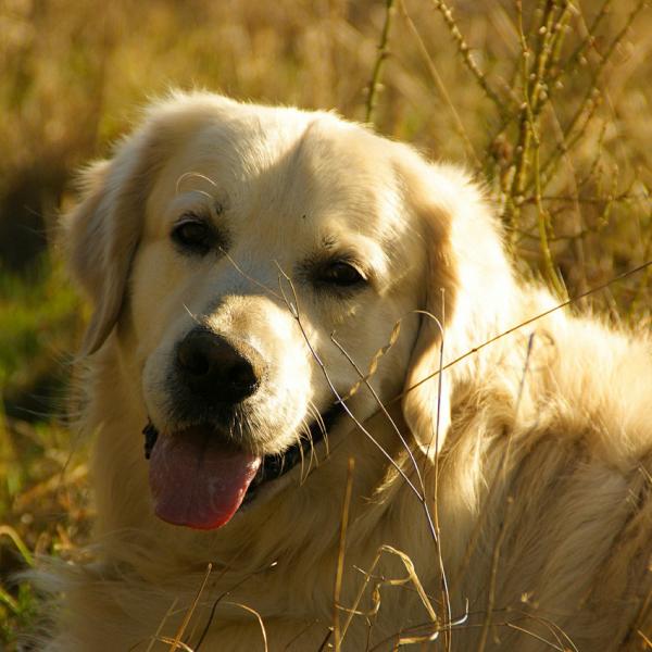 Blaerebetennelse hos hunder arsaker symptomer og behandling