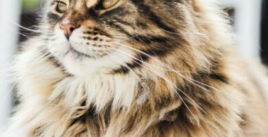 Blaerebetennelse hos katter arsaker symptomer og behandling