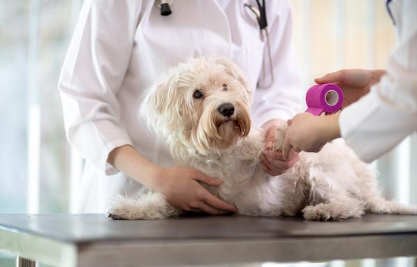 Blastoestimulin for hunder bruk og kontraindikasjoner
