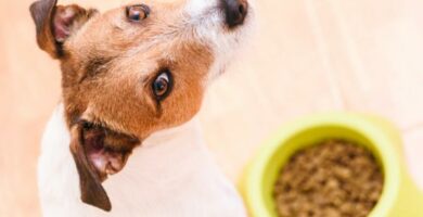 Blir hunder lei av smabiter