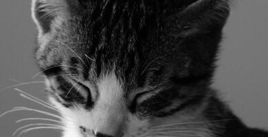Bordetella hos katter symptomer og behandling