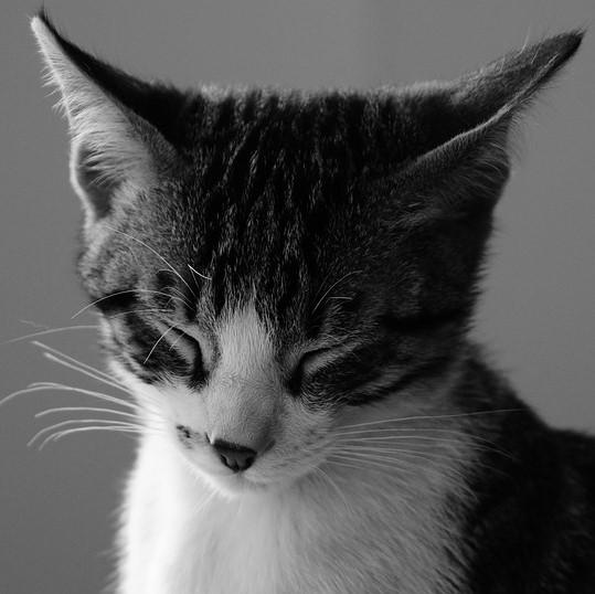 Bordetella hos katter symptomer og behandling