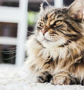 Borster for langharede katter