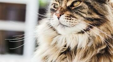 Borster for langharede katter