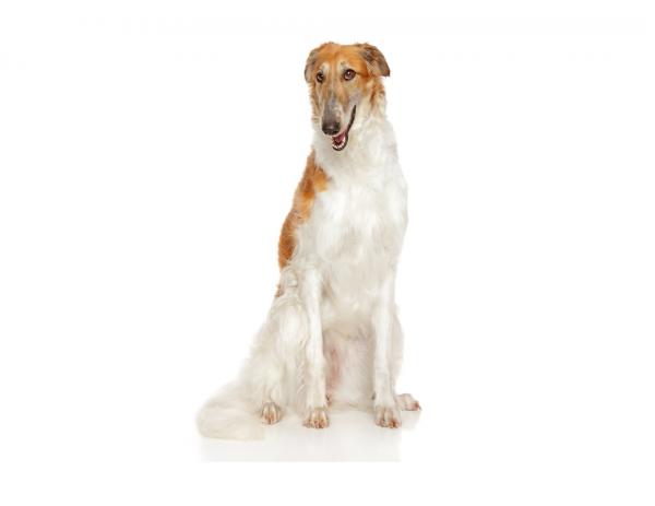 Borzoi