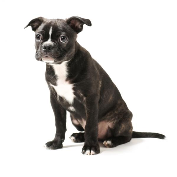 Boston terrier