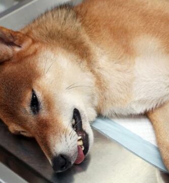 Botulisme hos hunder behandling diagnose og symptomer