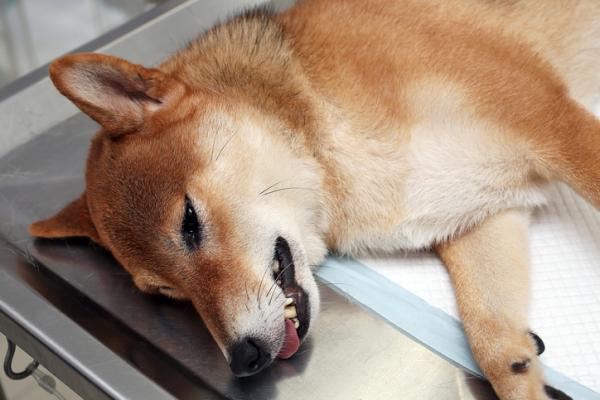Botulisme hos hunder behandling diagnose og symptomer