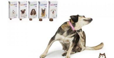 Bravecto for Dogs Pris meninger og bivirkninger