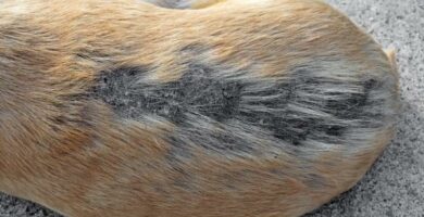 Canine Alopecia arsaker symptomer og hvordan det kurerer