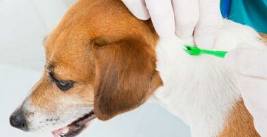 Canine Babesiosis symptomer smitte og forebygging