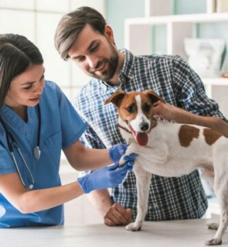 Canine Brucellosis symptomer og behandling