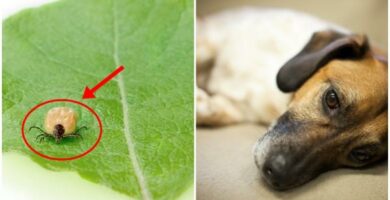 Canine Ehrlichiosis symptomer og behandling