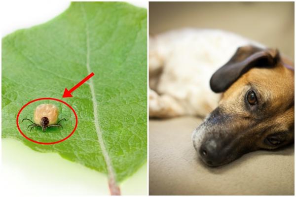 Canine Ehrlichiosis symptomer og behandling