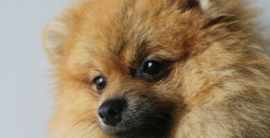 Canine Herpesvirus smitte symptomer og forebygging