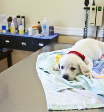 Canine Infektios Hepatitt Symptomer og behandling