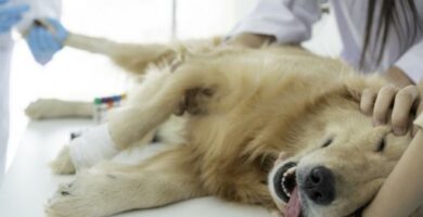 Canine Pyometra Arsaker symptomer og behandling