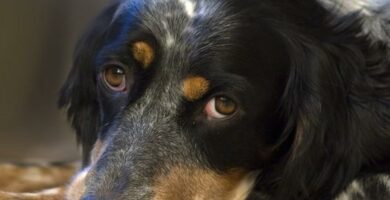 Canine dilatert kardiomyopati symptomer og behandling