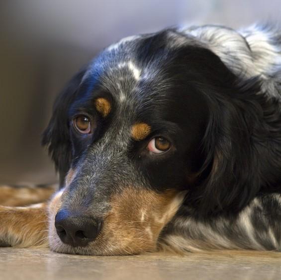 Canine dilatert kardiomyopati symptomer og behandling