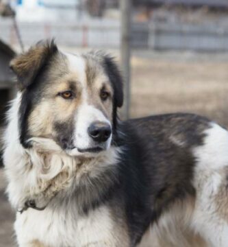 Carpathian Shepherd