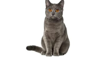 Carthusian eller chartreux cat