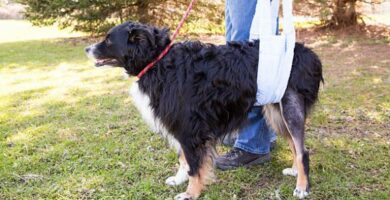 Cauda equina hos hunder Symptomer diagnose og behandling