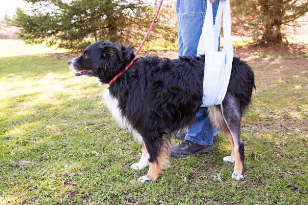 Cauda equina hos hunder Symptomer diagnose og behandling