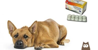 Cephalexin for hunder dosering bruk og bivirkninger