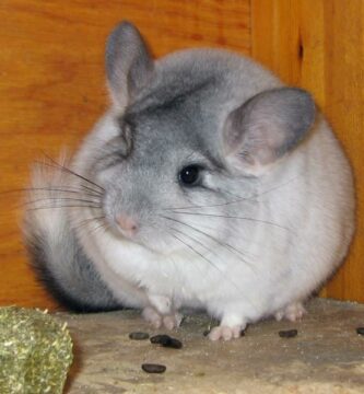 Chinchilla foring